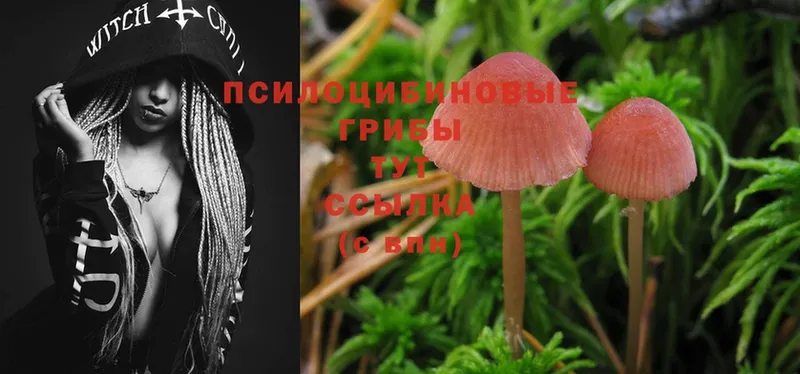 где купить наркотик  Шумерля  darknet состав  Псилоцибиновые грибы MAGIC MUSHROOMS 